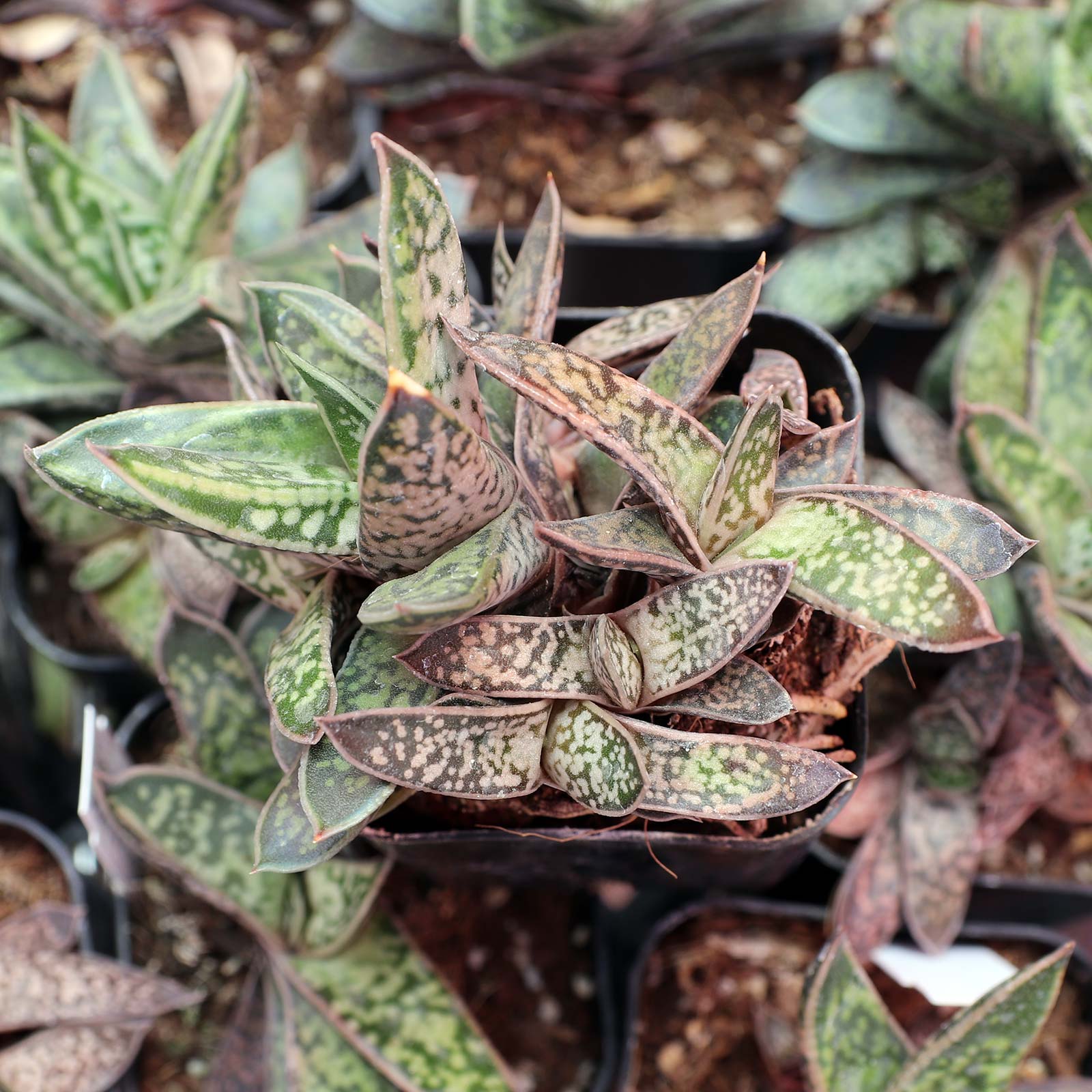 Gasteria bicolor var. liliputana Questions & Answers