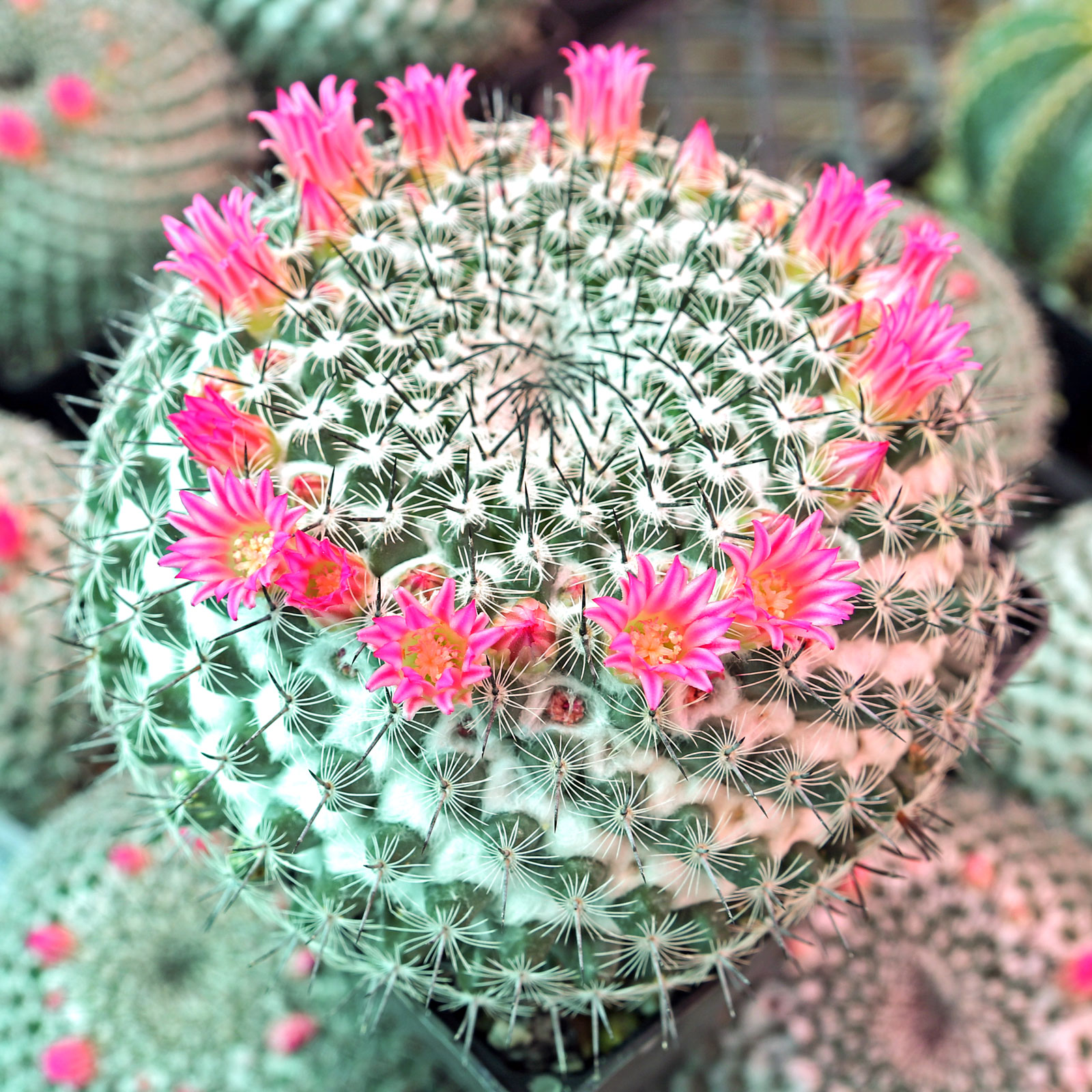 How do you create a mound of Mammillaria perbella as pictured above, on their own or multiples planted together?