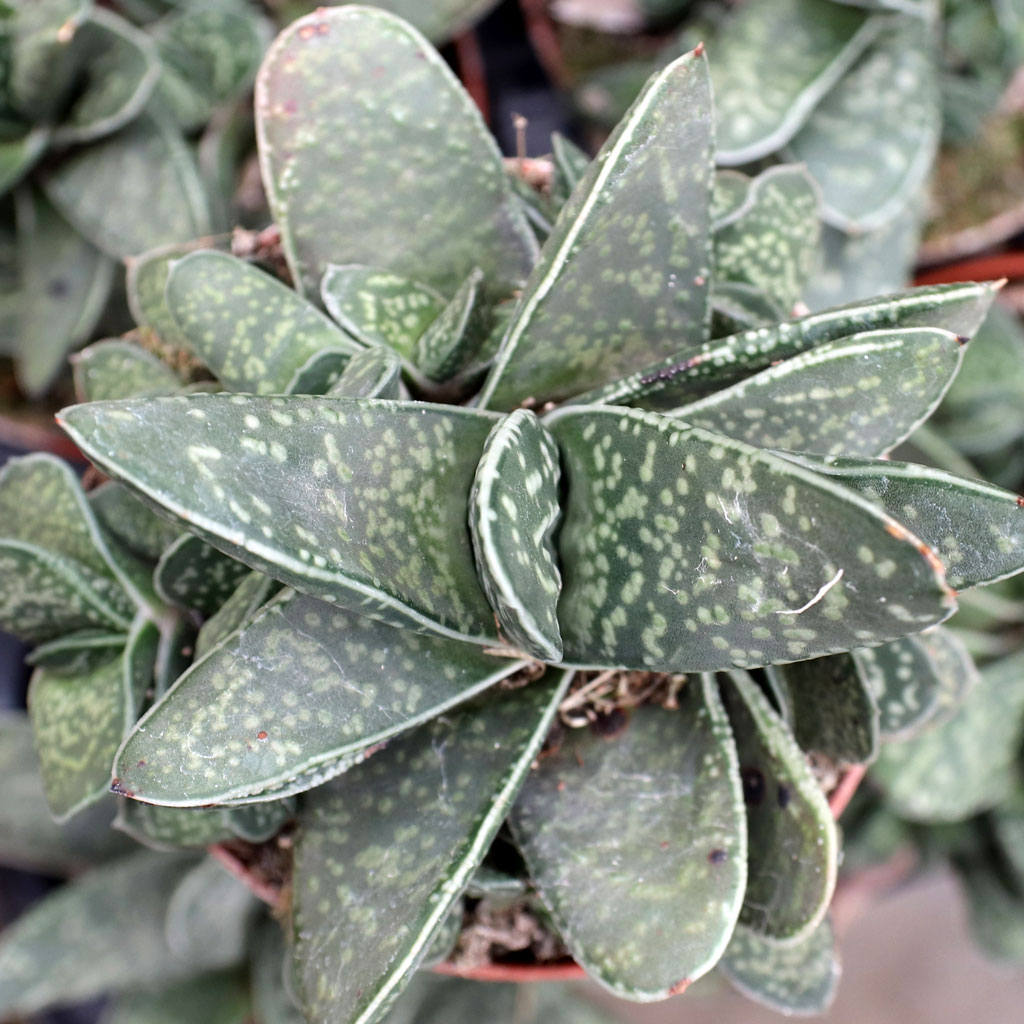 My gasteria leave is turning yellow in middle?