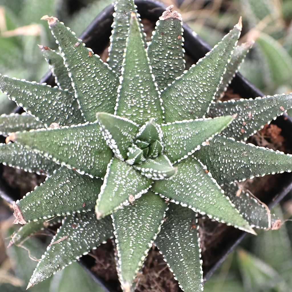 When you say that Haworthia need "deep pots", how deep does the soil need to be?