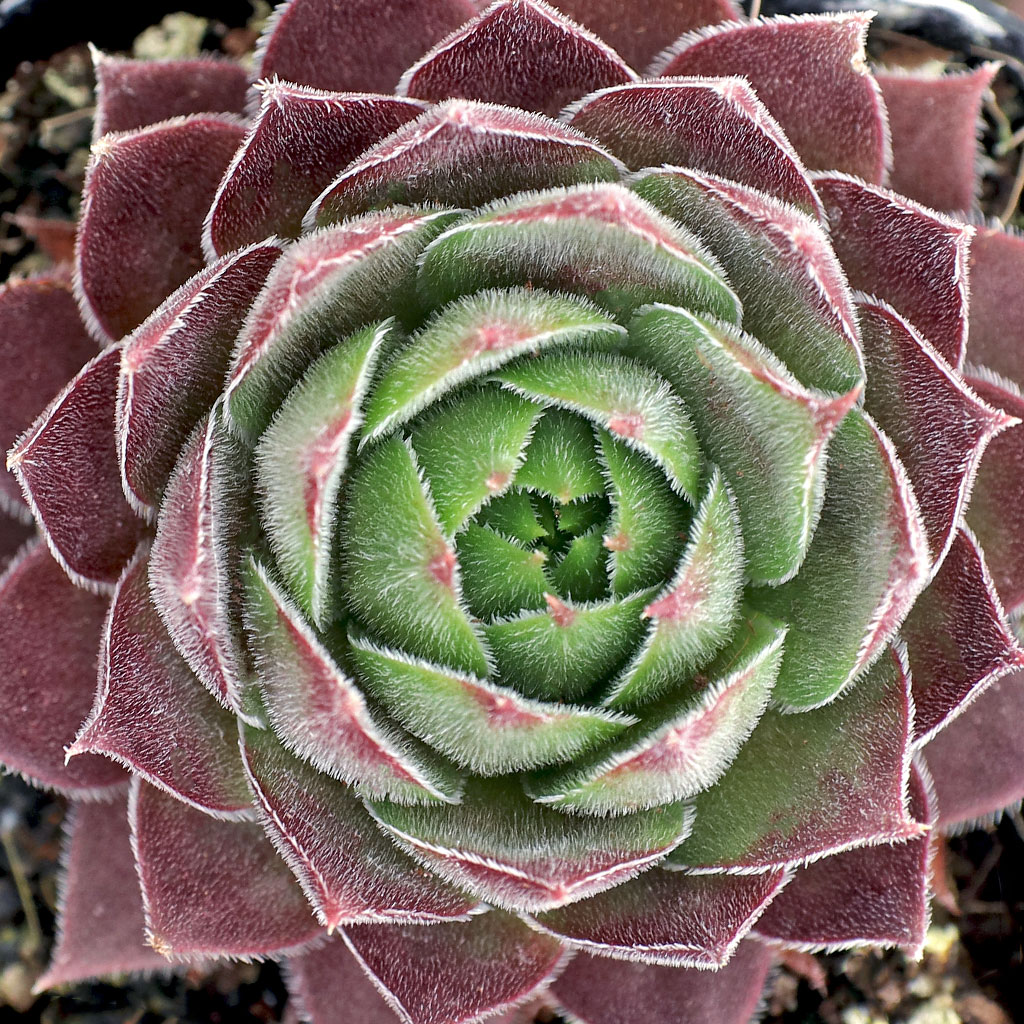 Sempervivum 'Blue Light' Questions & Answers