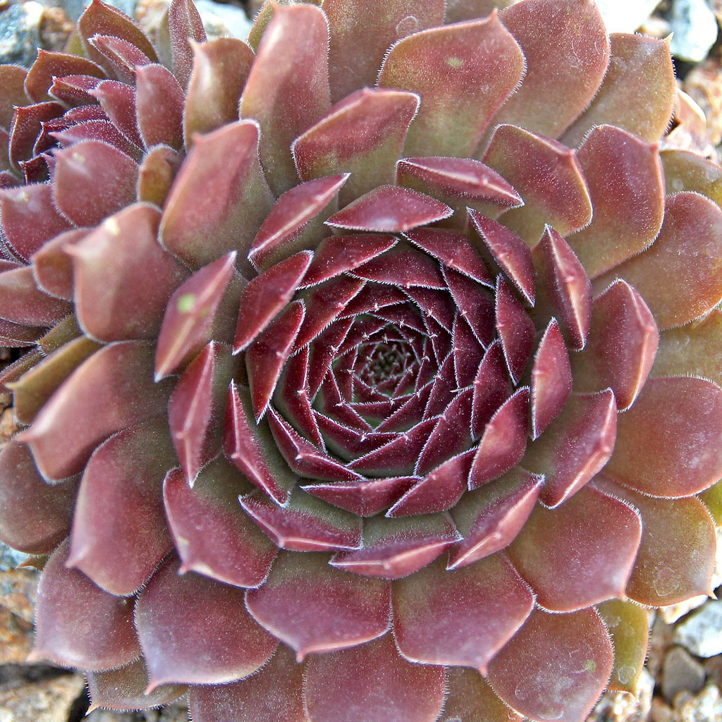Sempervivum 'Oh My' Questions & Answers