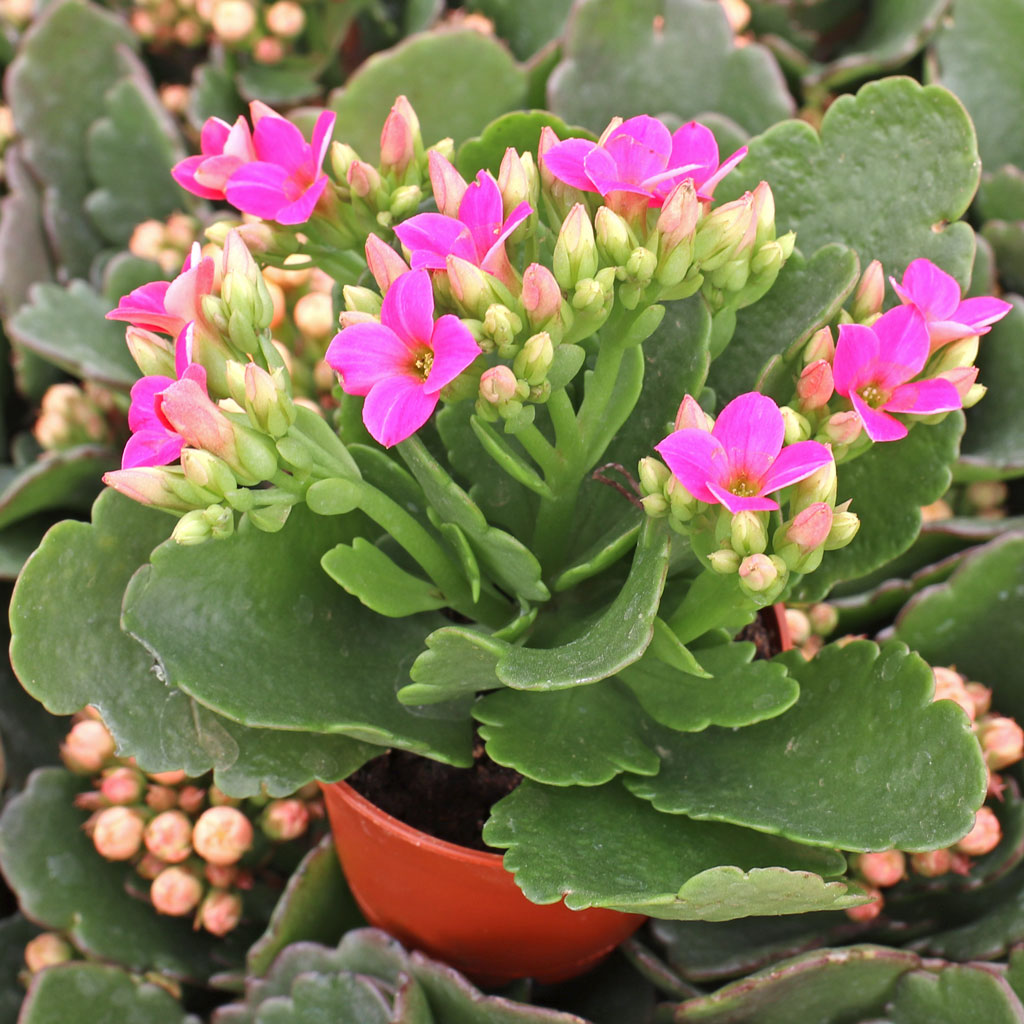 Just found the name of a plant I recv'd 10 years ago. "Kalanchoe Blossfeldiana". Just bloomed 1st time. Why so long