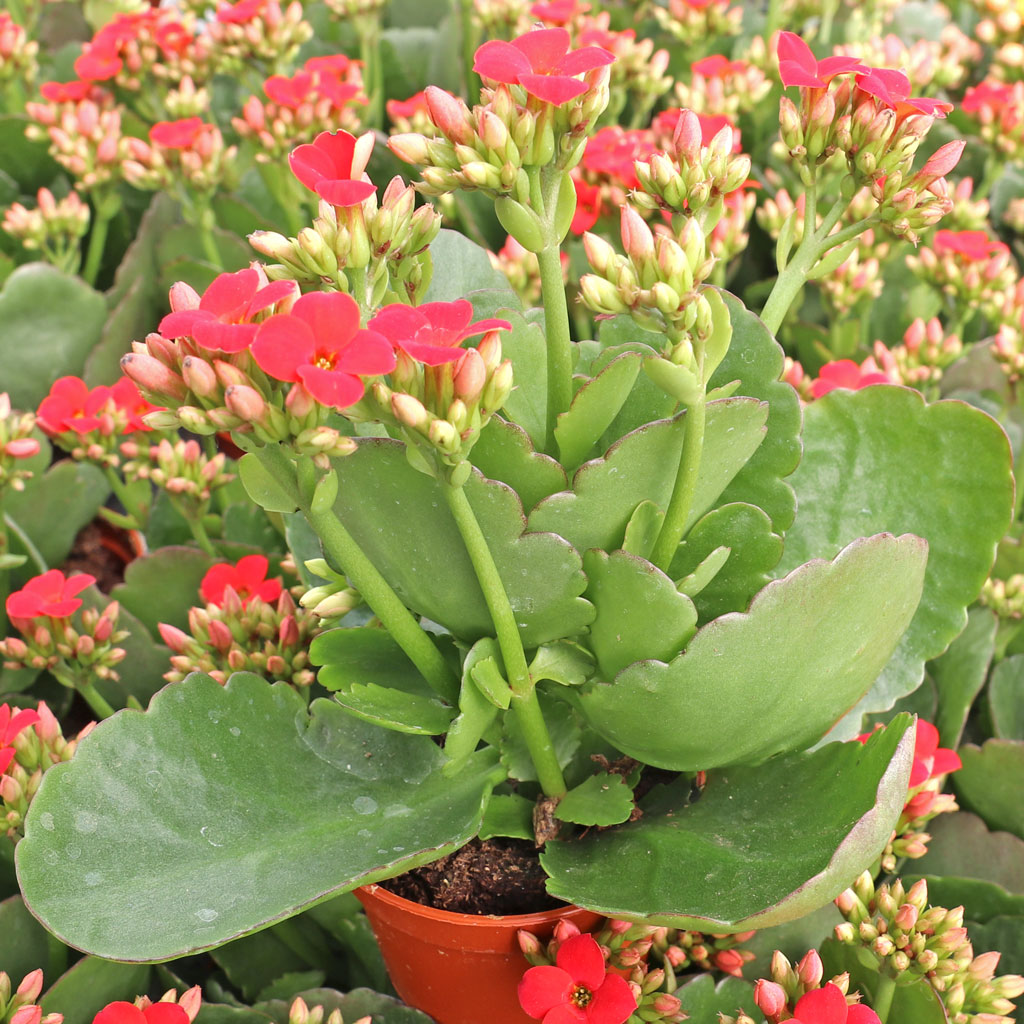 Kalanchoe blossfeldiana - Flaming Katy [red] Questions & Answers