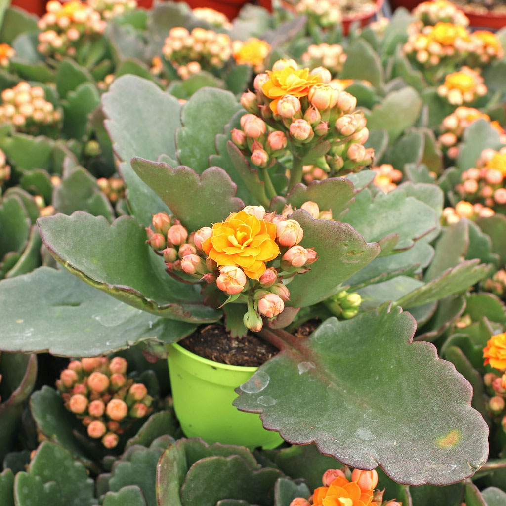 Kalanchoe blossfeldiana - Flaming Katy [orange] Questions & Answers