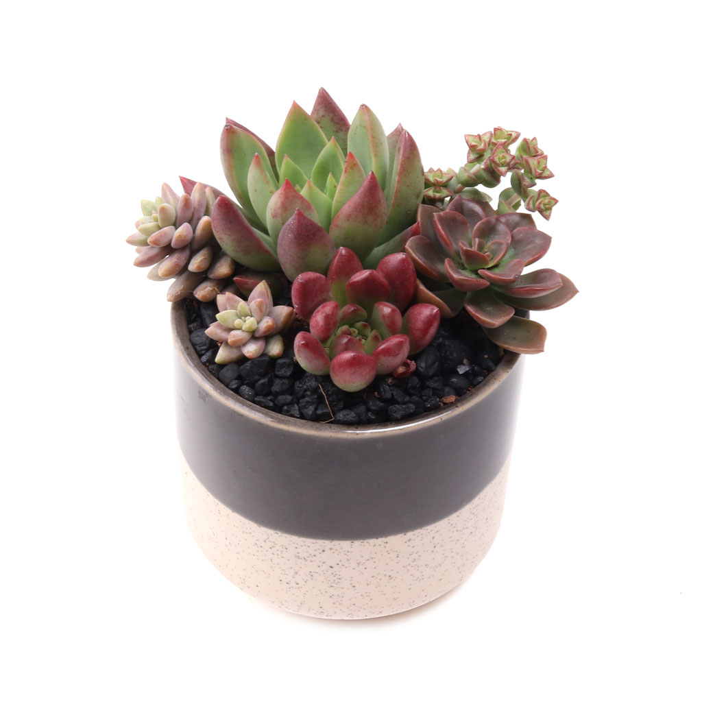 Miguel Pot 3.25" x 2.75" Questions & Answers