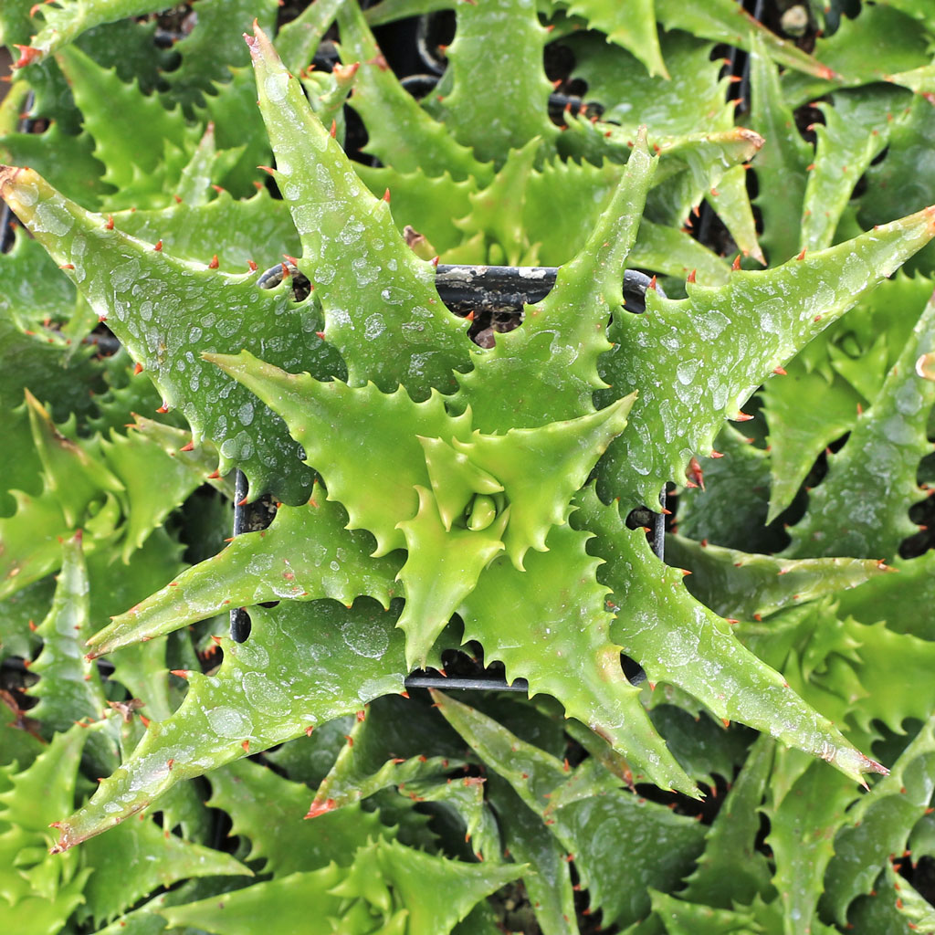 Aloe congolensis [large] Questions & Answers