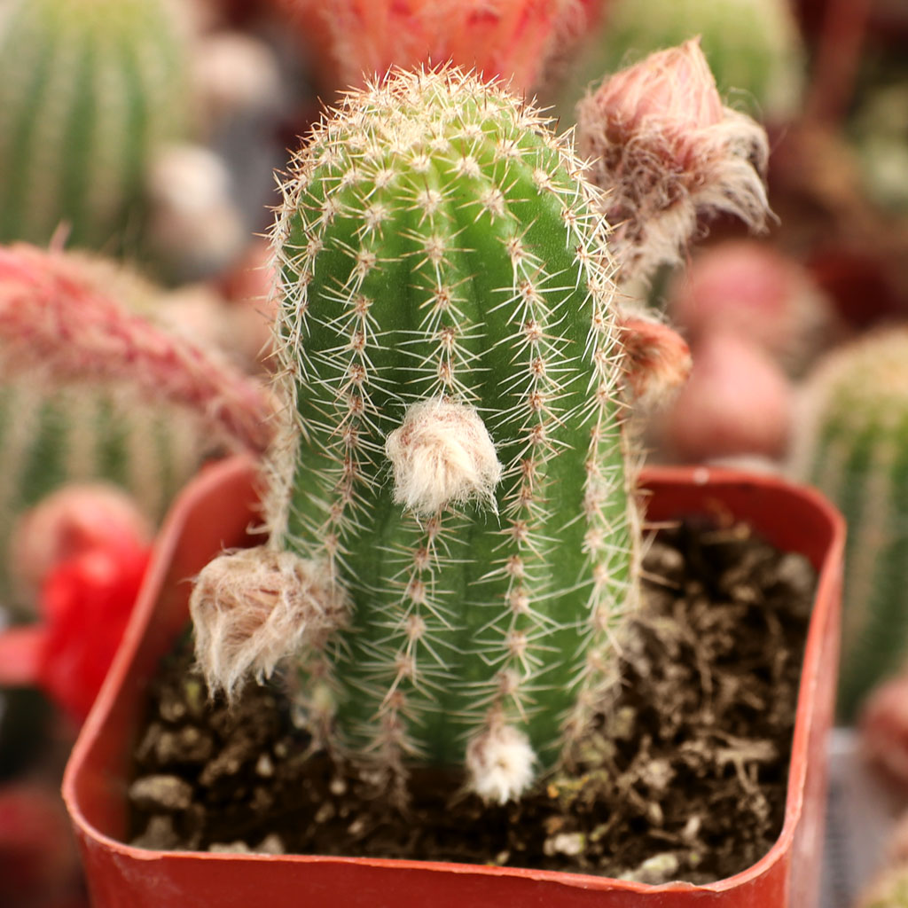 Echinopsis hybrid Questions & Answers