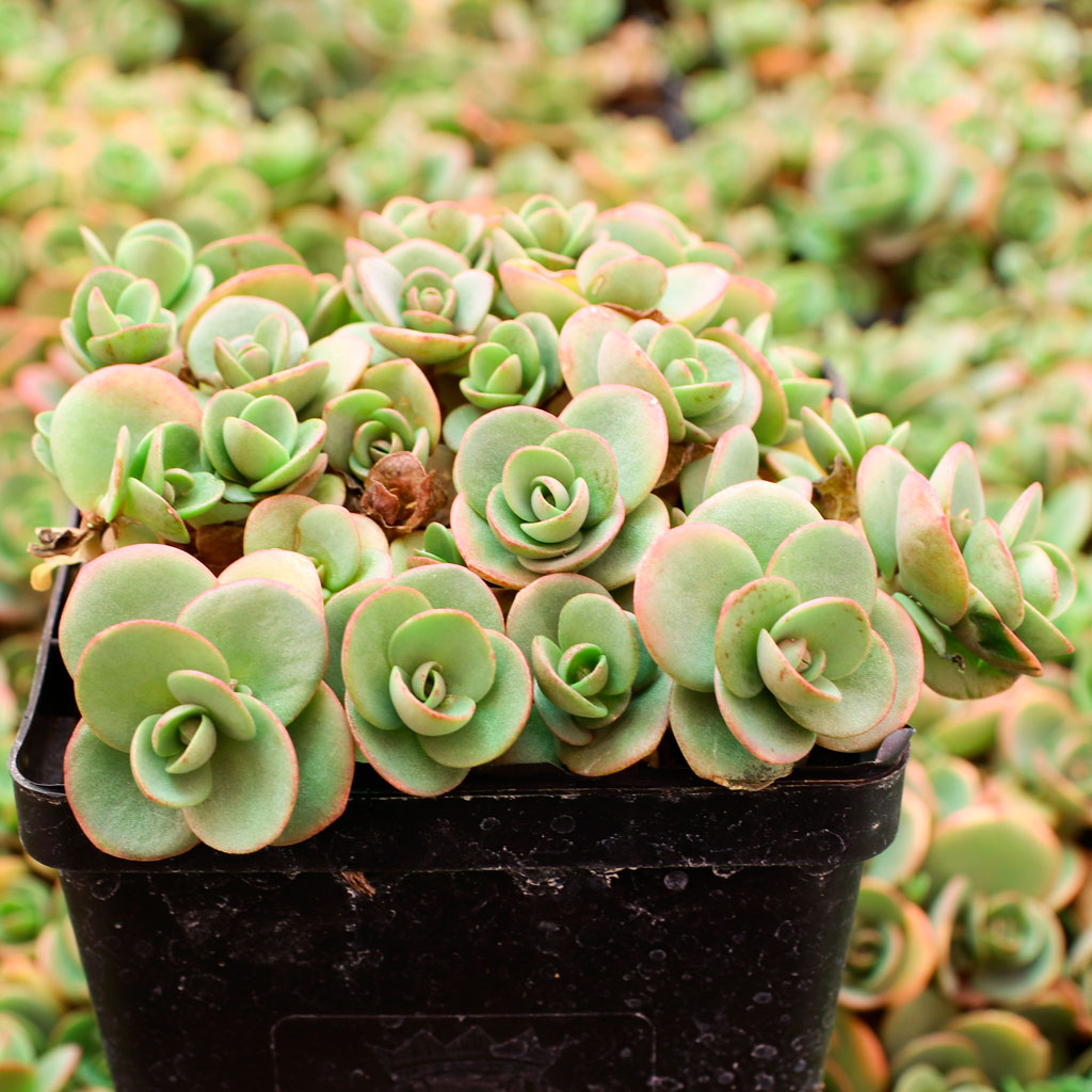 Sedum Sunsparkler® 'Lime Zinger' [large] Questions & Answers