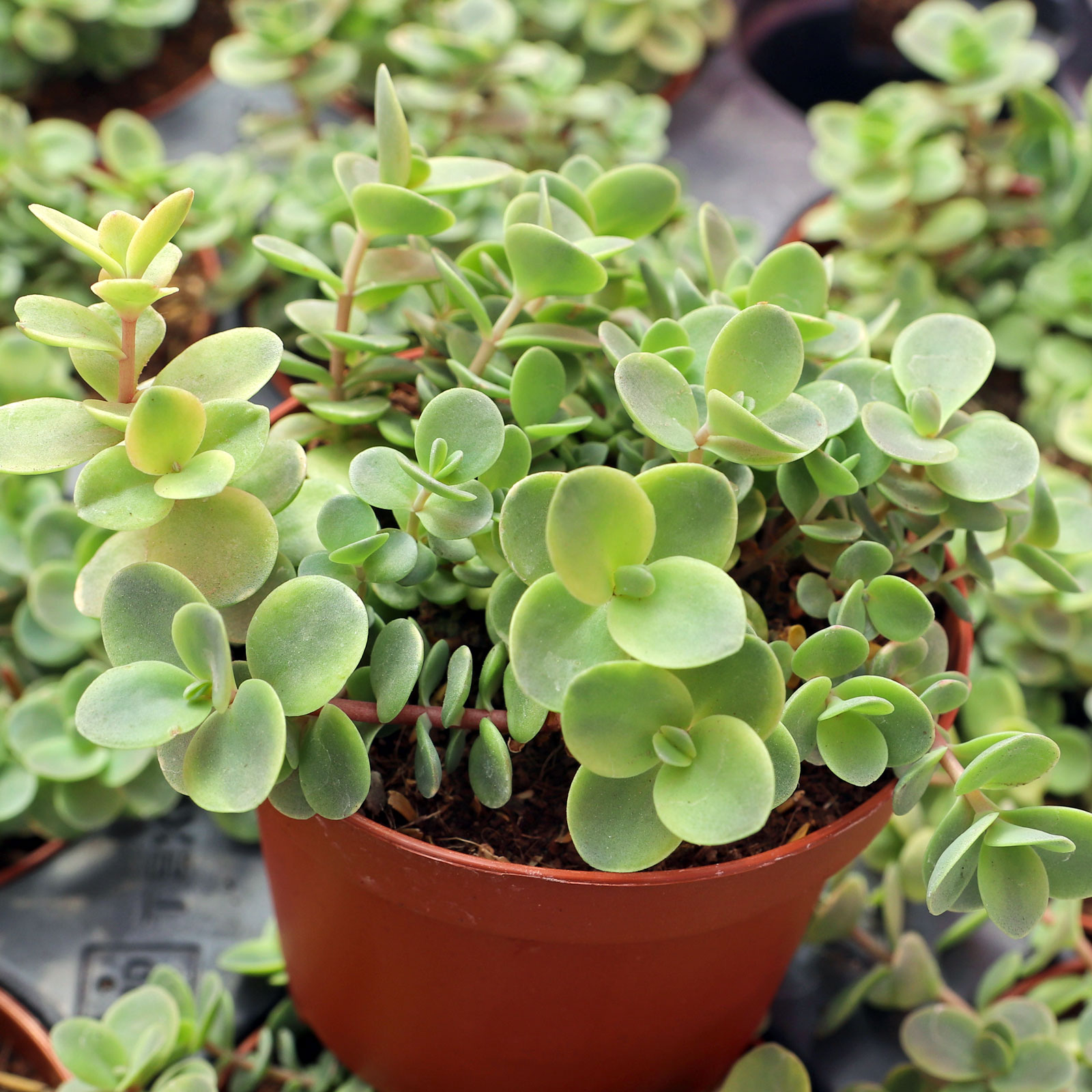 Sedum Sunsparkler® 'Lime Twister' [large] Questions & Answers