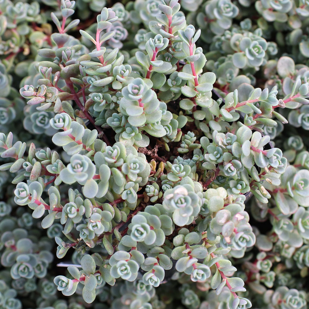 Sedum pluricaule 'Isle of Sakhalin' Questions & Answers