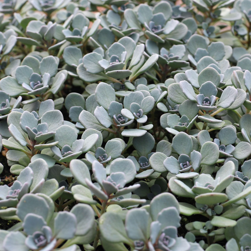 Sedum Sunsparkler® 'Cosmic Comet' Questions & Answers