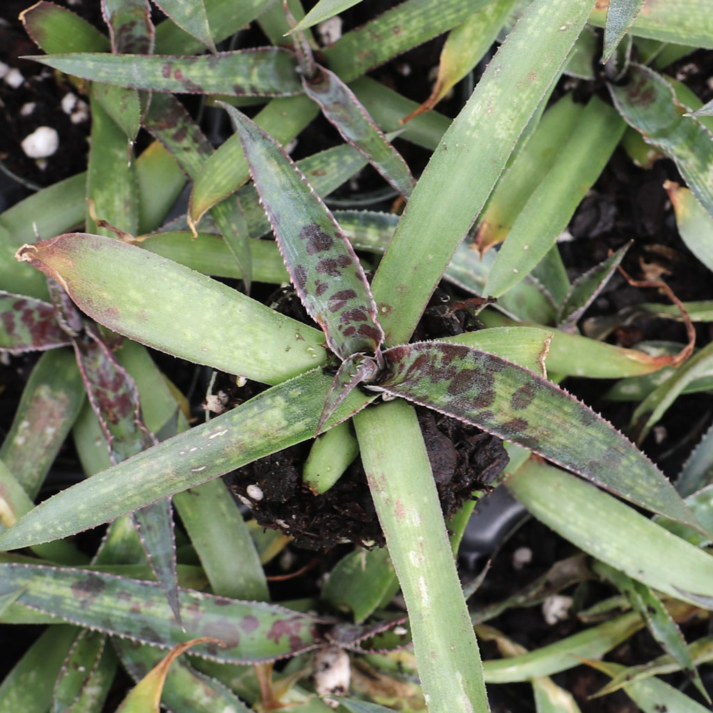 Do you need to cut the mesh off of the plugs before planting?