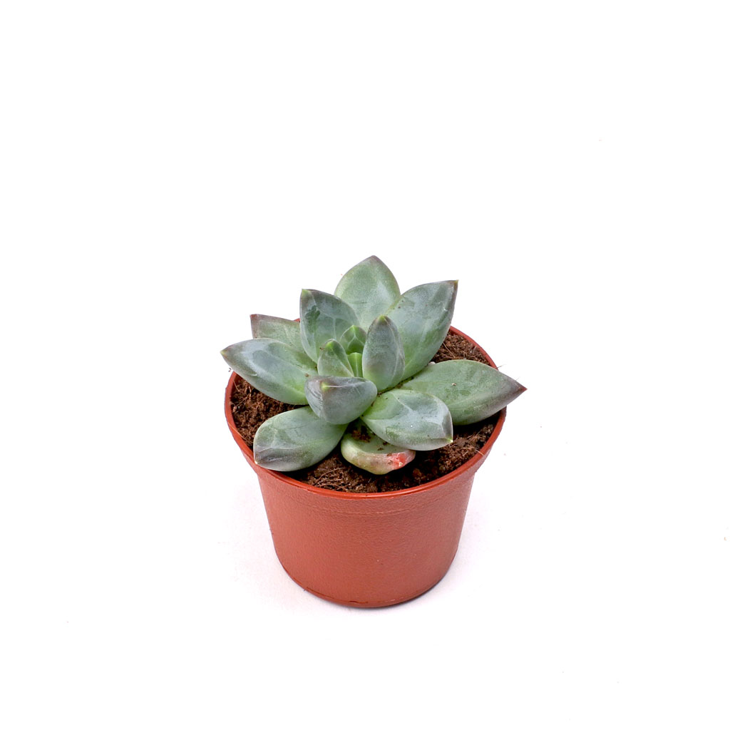 Can you repot into the 2.3x1.7 inch plastic terracotta pots?