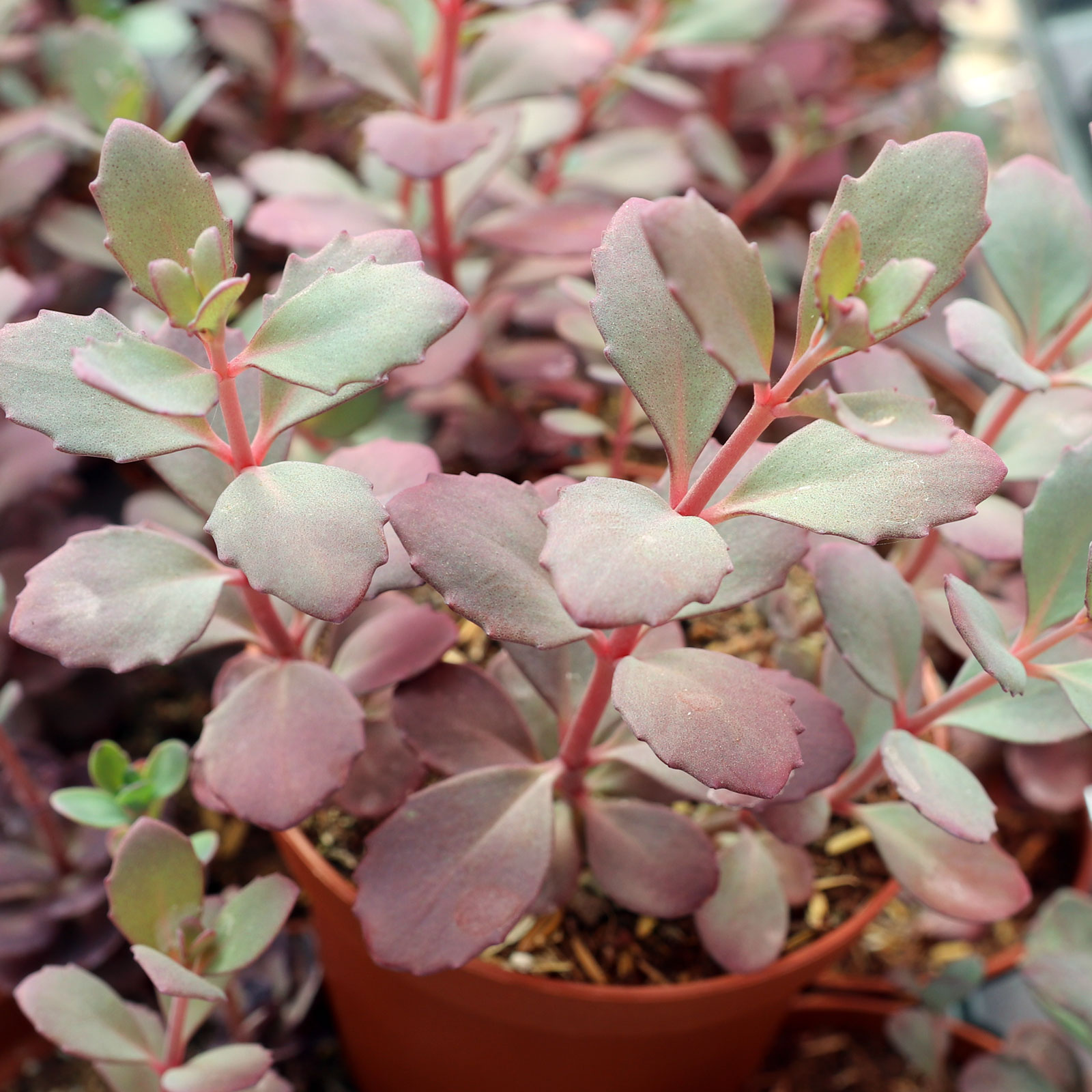 Does the plum dazzle sedum have a dark purple color. The picture and description doesn't show that it does.