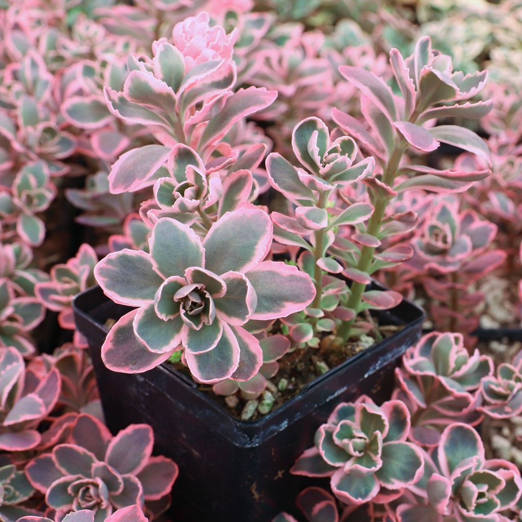 Sedum Sunsparkler® 'Dream Dazzler' [large] Questions & Answers