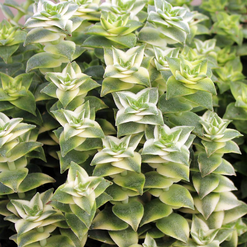 Crassula perforata f. variegata - Variegated String of Buttons [large] Questions & Answers