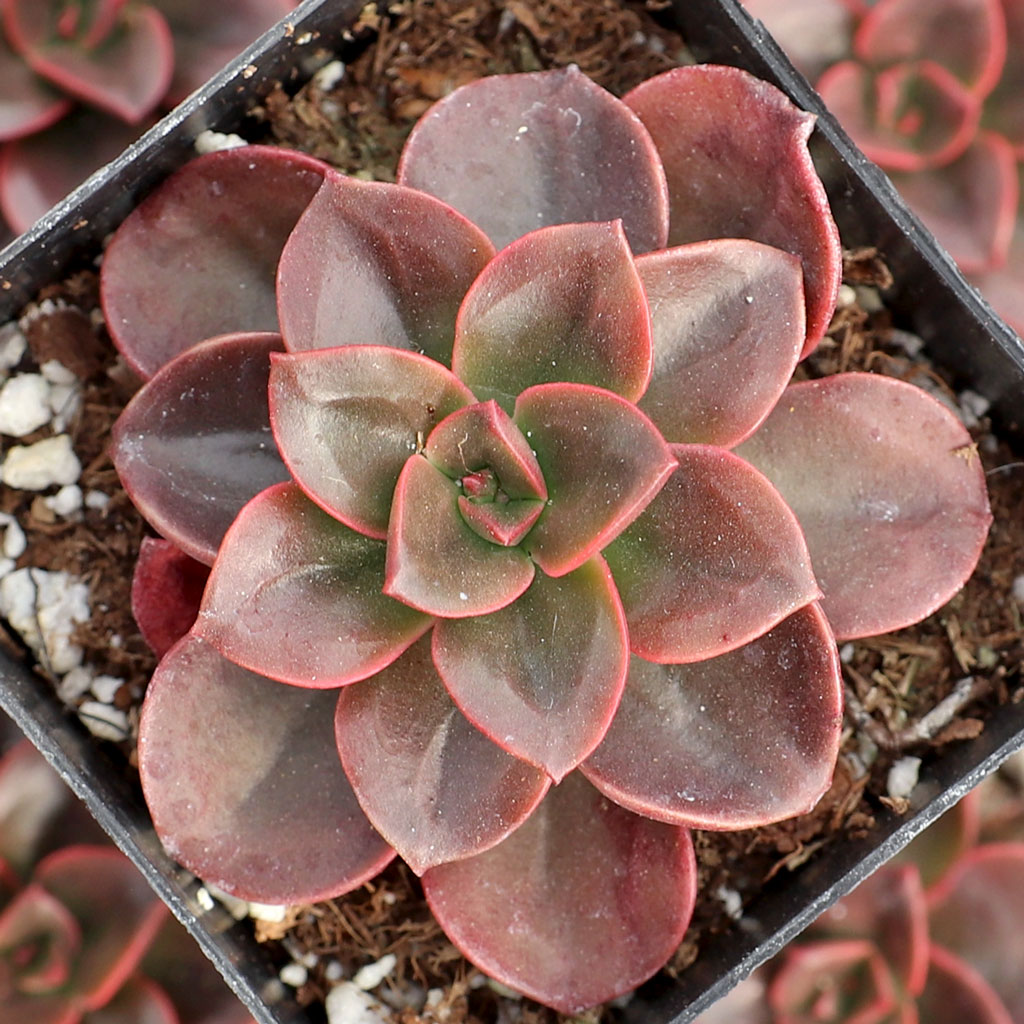 Echeveria 'Melaco' [large] Questions & Answers