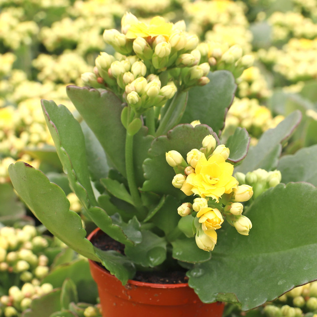 Kalanchoe blossfeldiana - Flaming Katy [yellow] Questions & Answers