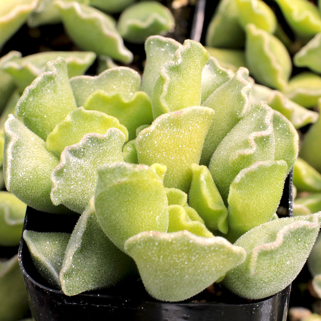 Adromischus cristatus - Crinkle-Leaf Plant [large] Questions & Answers