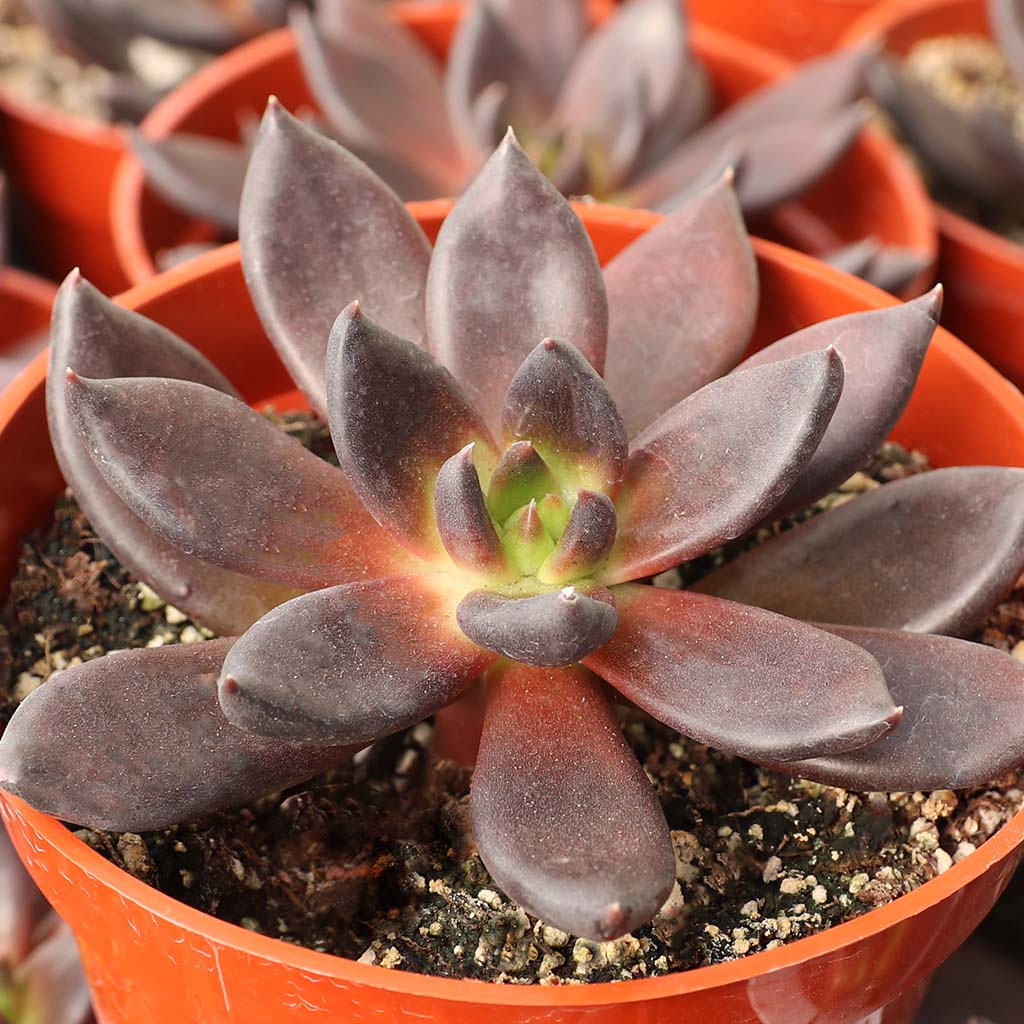 Echeveria 'Black Prince' [large] [limited] Questions & Answers