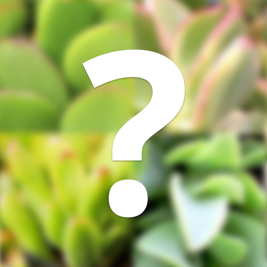 Mystery Jade Plant Questions & Answers