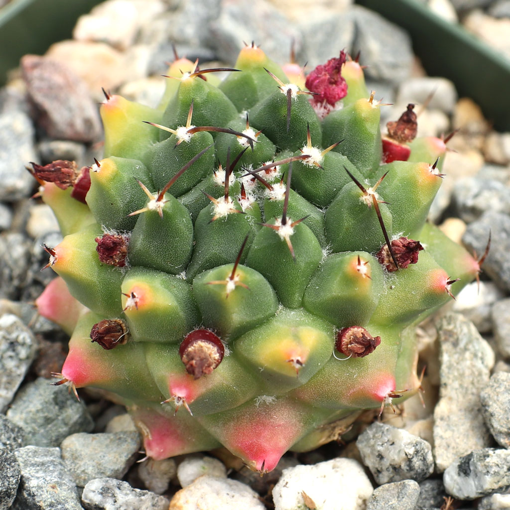 Mammillaria magnimamma var. bucareliensis Questions & Answers
