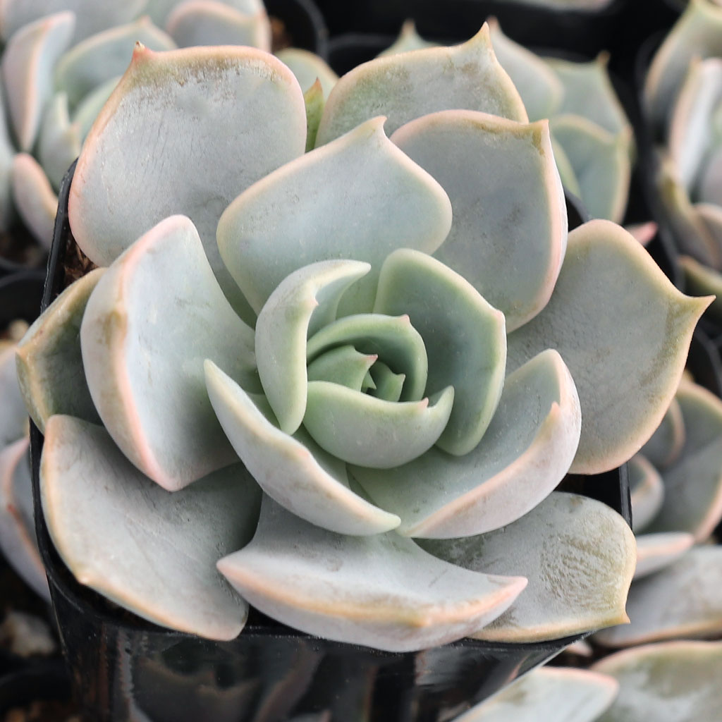 After the Echeveria Elora blooms are done di I just snip off the blooms or cut the entire stem?