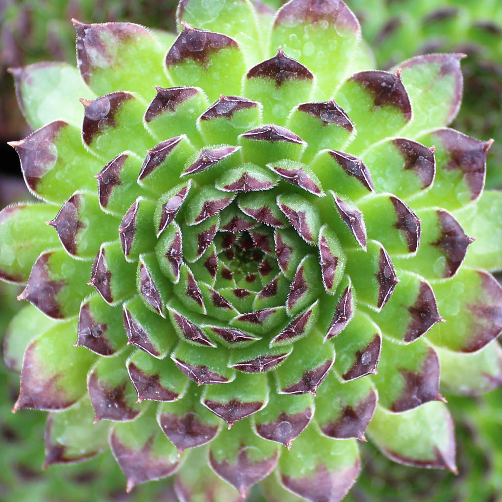 Does chick charms dies after flowering like sempervivum?