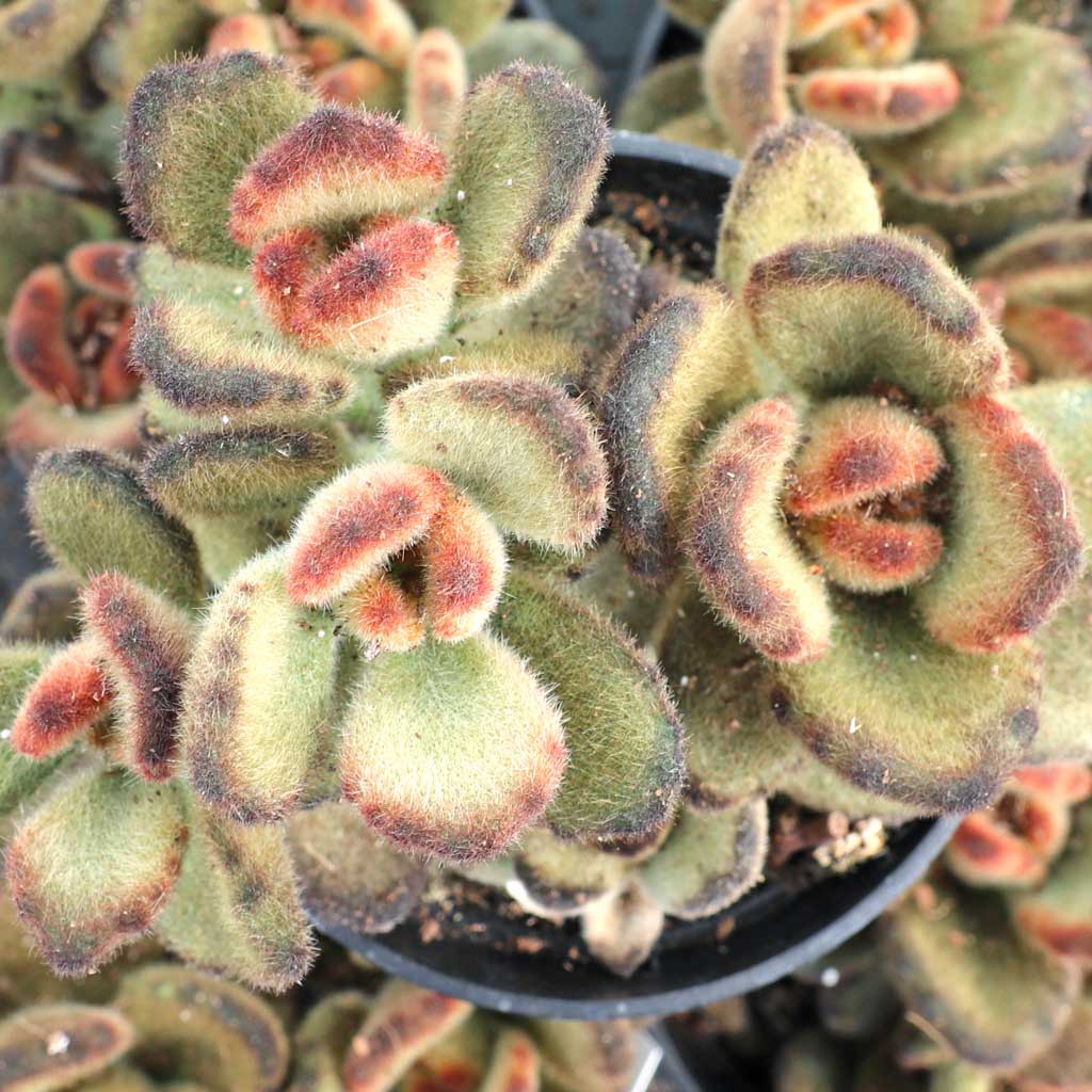 Kalanchoe tomentosa 'Teddy Bear' [large] [limited] Questions & Answers