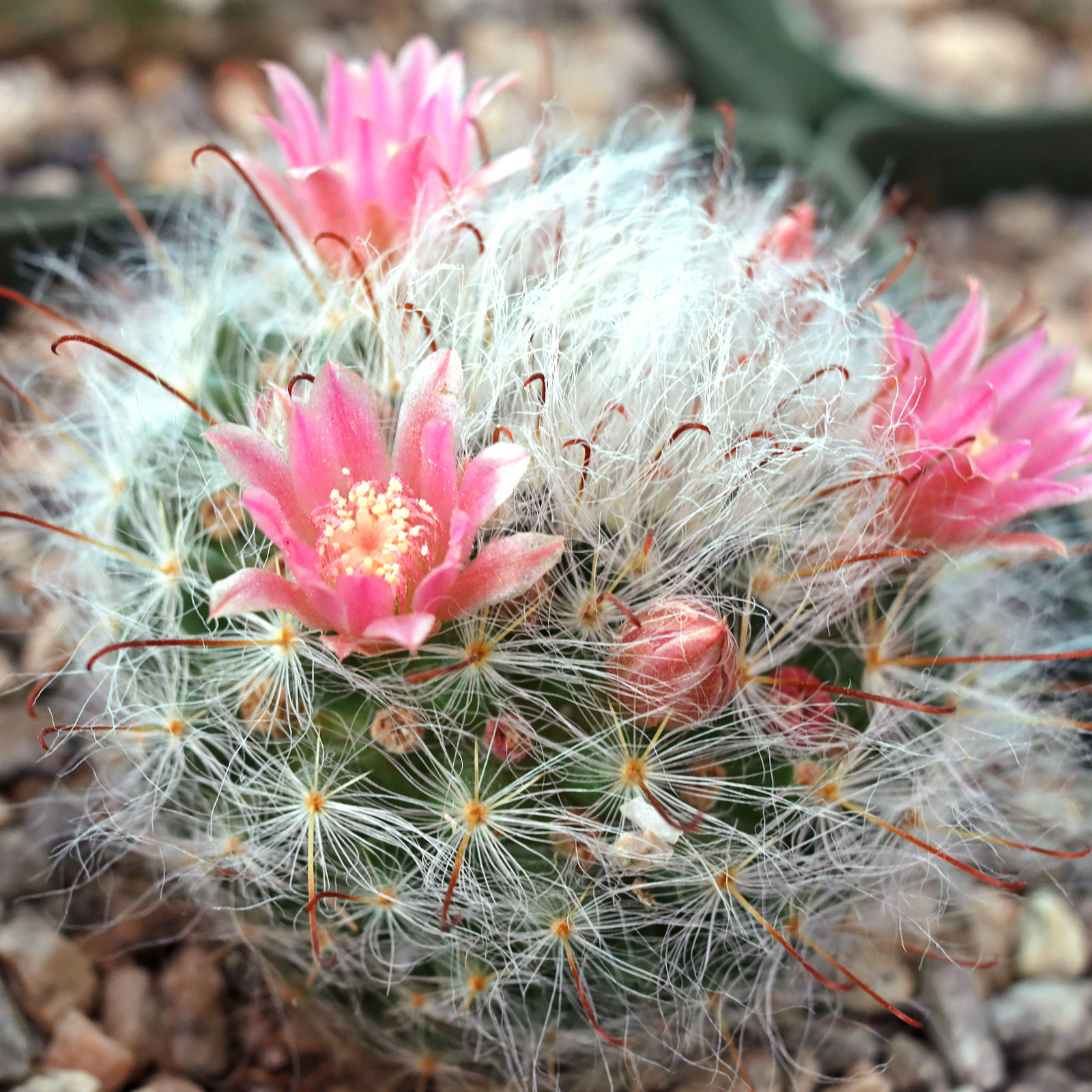 Mammillaria bocasana - Powder Puff Cactus [large] Questions & Answers