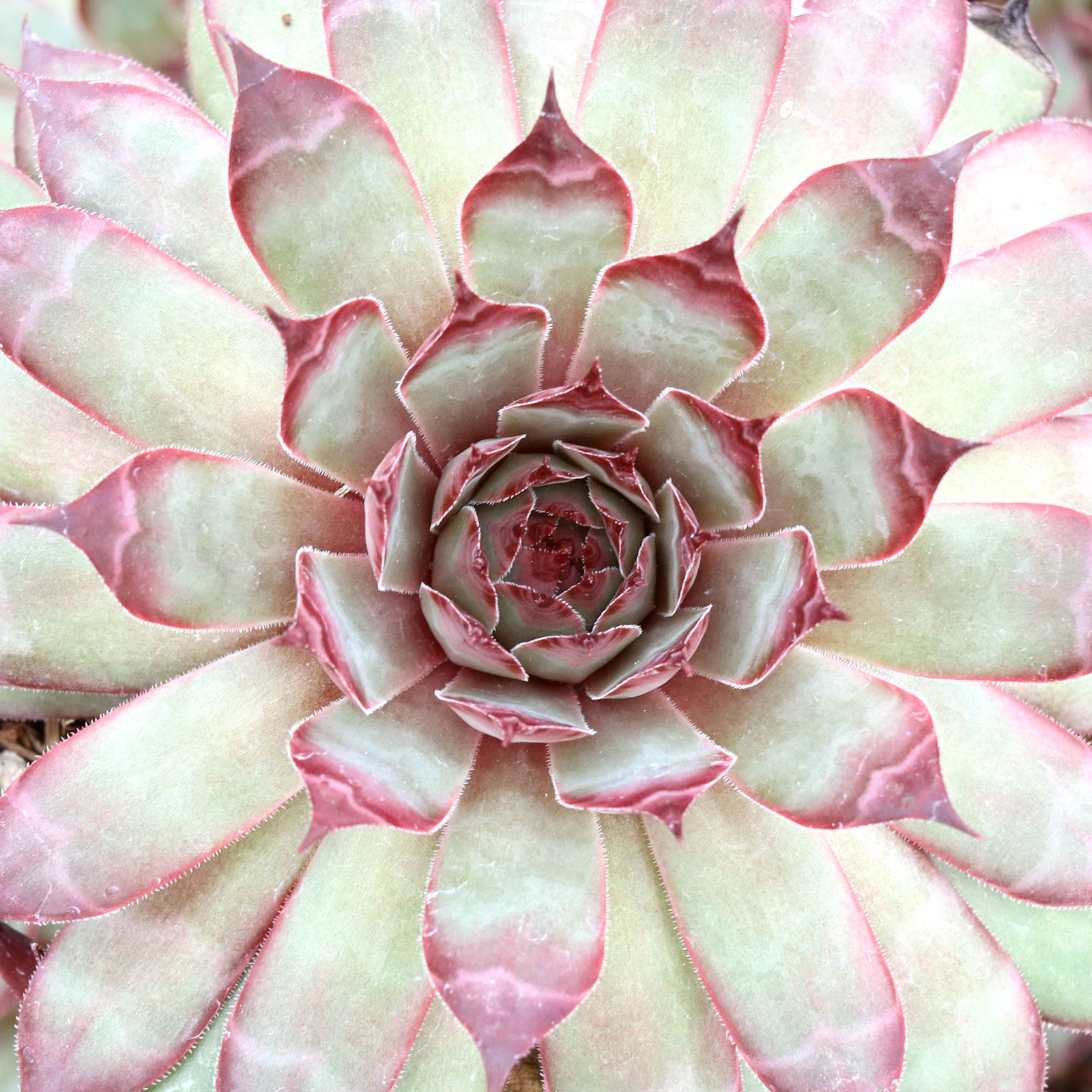 Does chick charms dies after flowering like sempervivum?