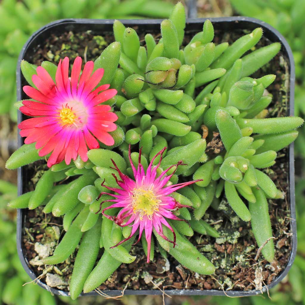 Delosperma Jewel of Desert 'Garnet' Questions & Answers