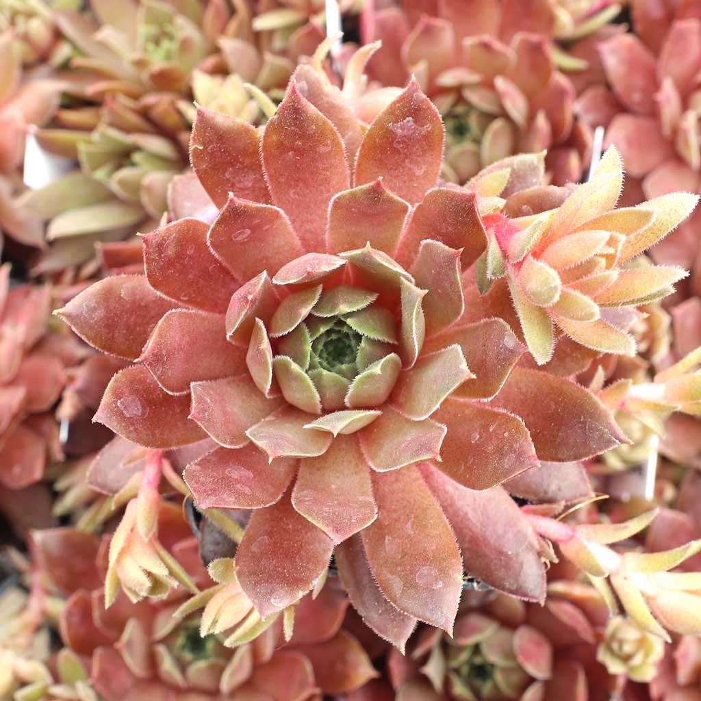 Sempervivum 'Faramir' Questions & Answers