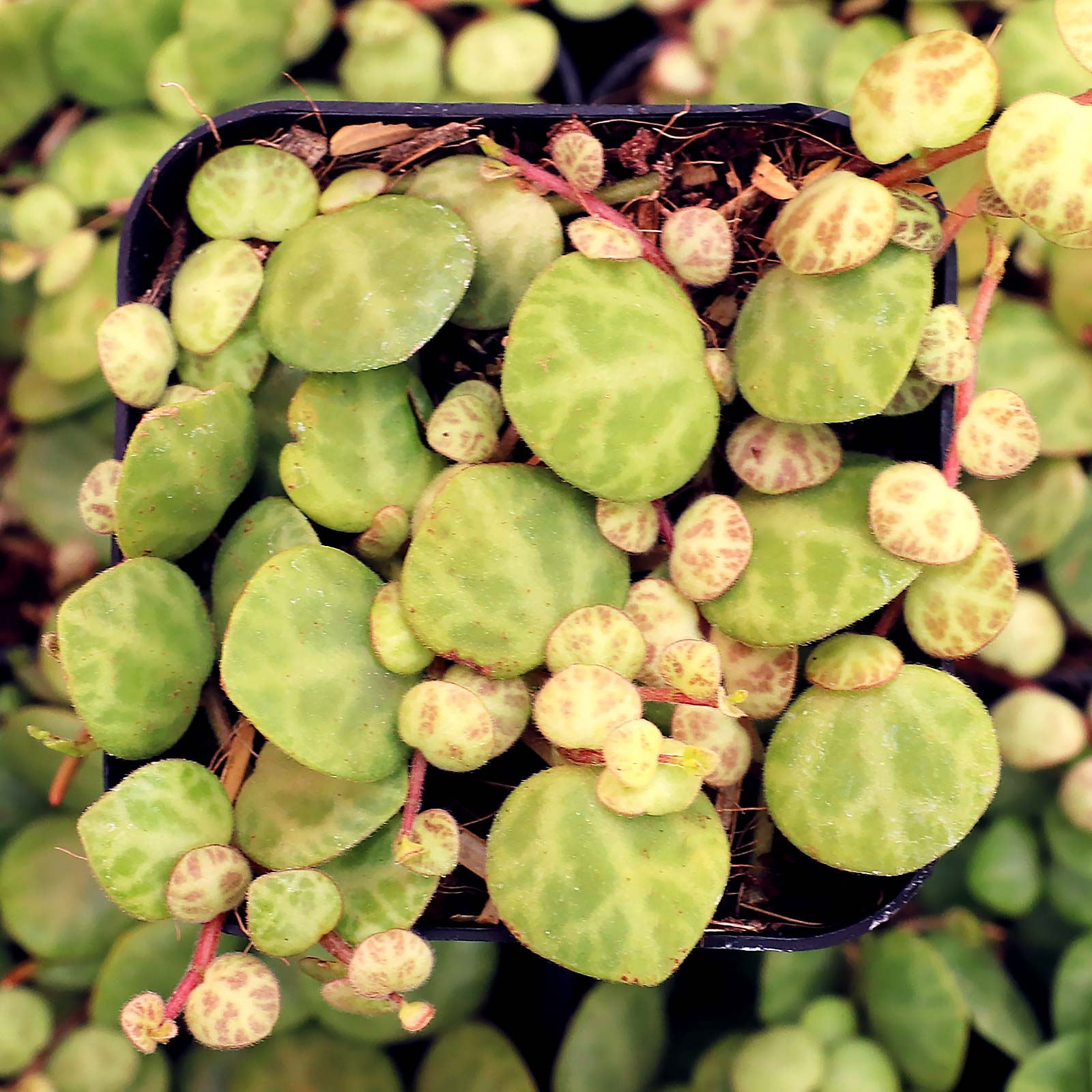 My string of turtles leaves are lime green with minimal pattern instead of darker green with the "turtle" pattern.