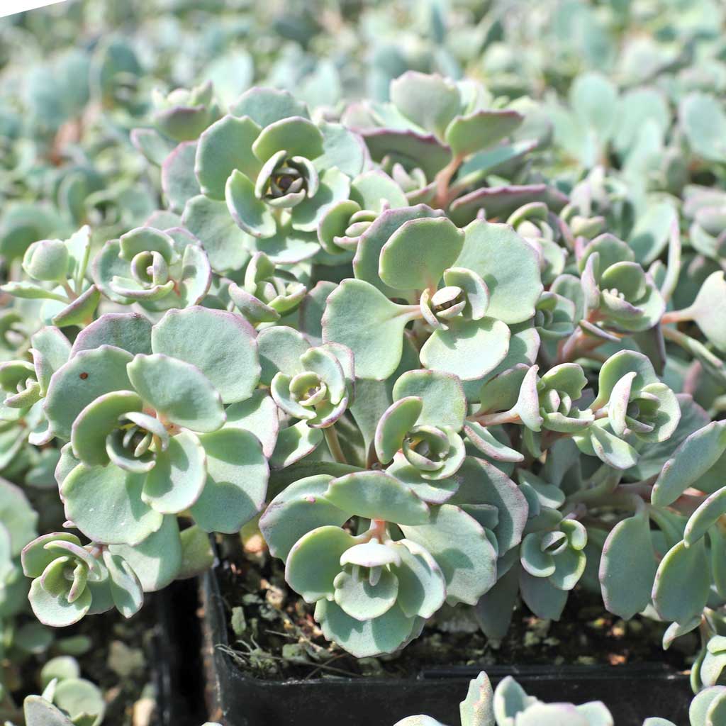 Sedum cauticola 'Coca Cola' [large] Questions & Answers