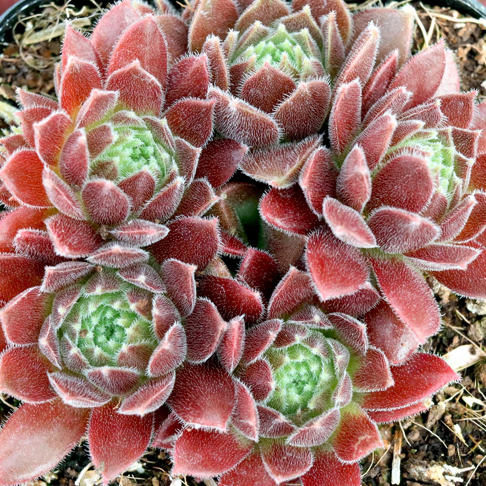 Sempervivum 'Pacific Trails' Questions & Answers