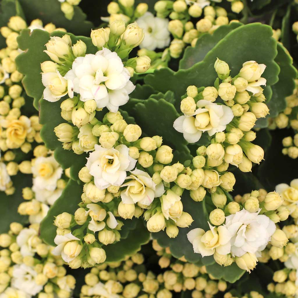 Kalanchoe blossfeldiana - Flaming Katy [white] Questions & Answers