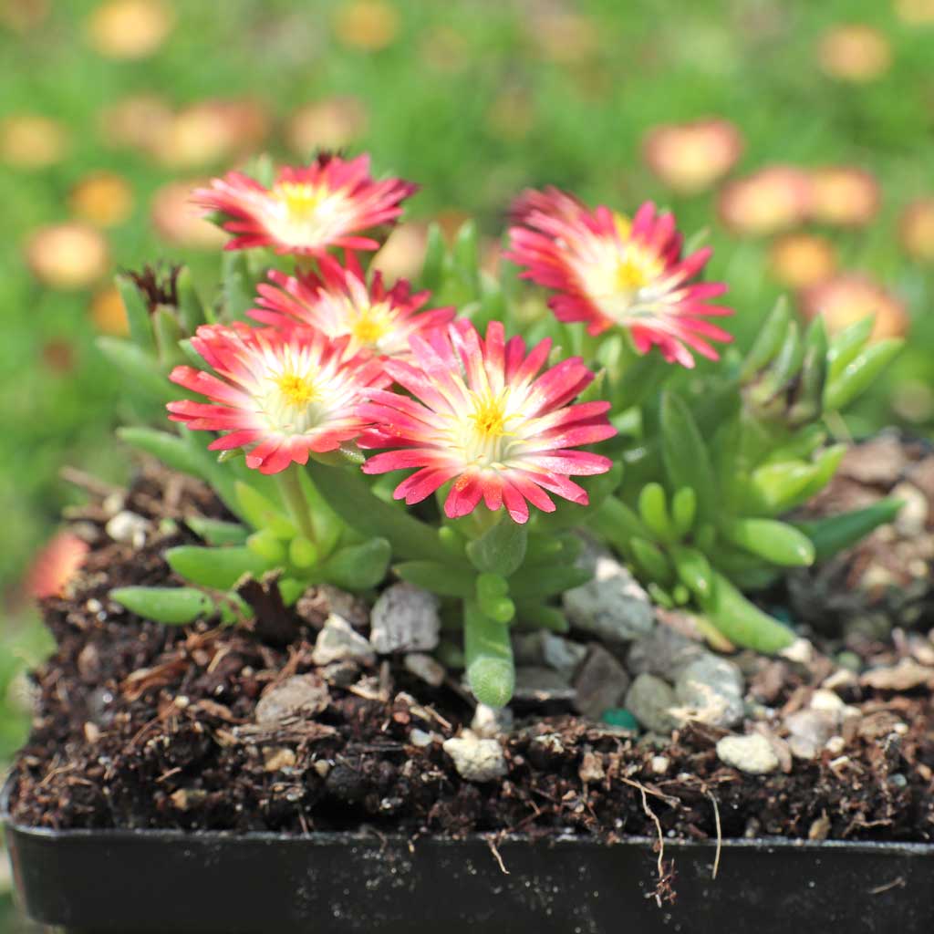 Delosperma Jewel of Desert 'Ruby' [large] Questions & Answers