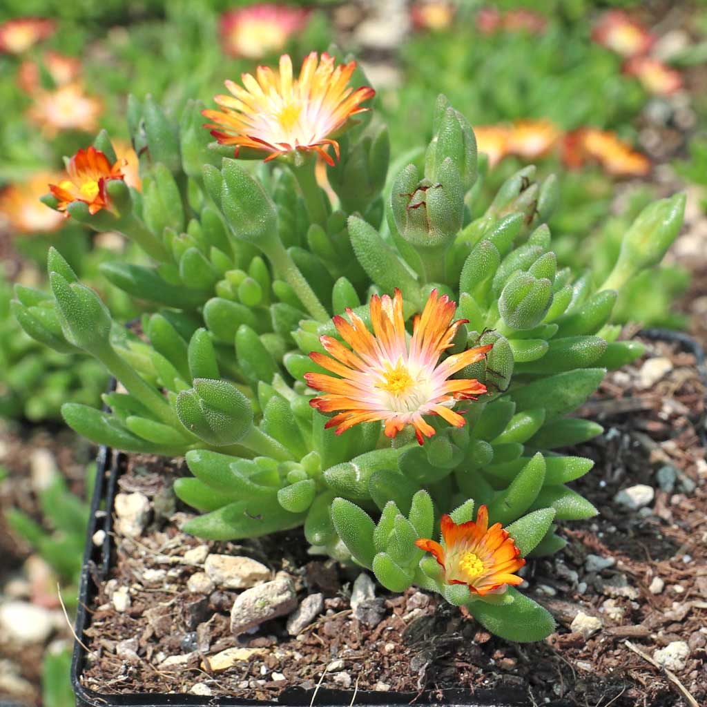 Delosperma Jewel of Desert 'Topaz' [large] Questions & Answers