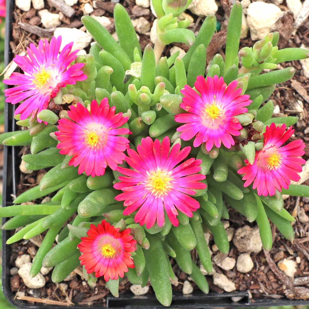 Delosperma Jewel of Desert 'Amethyst' [large] Questions & Answers