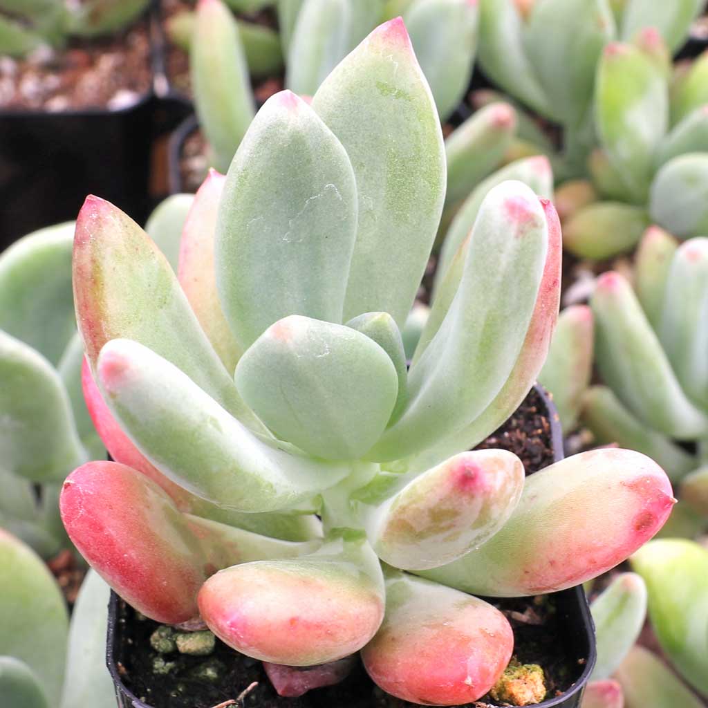 Is this actually graptoveria royal flush? - graptopetalum amethystinum x echeveria affinis?