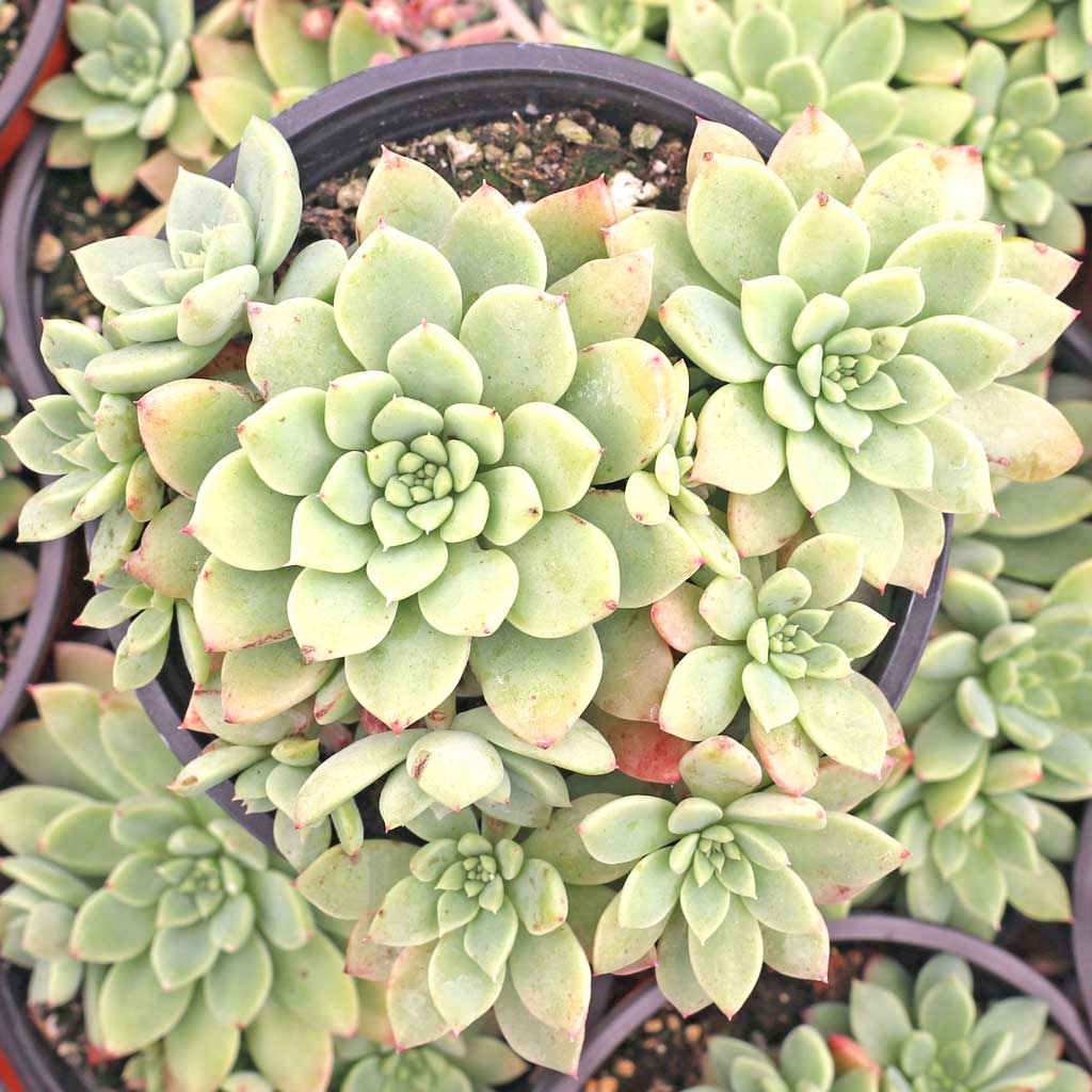 Graptosedum 'Alvis' [large] [exclusive] Questions & Answers