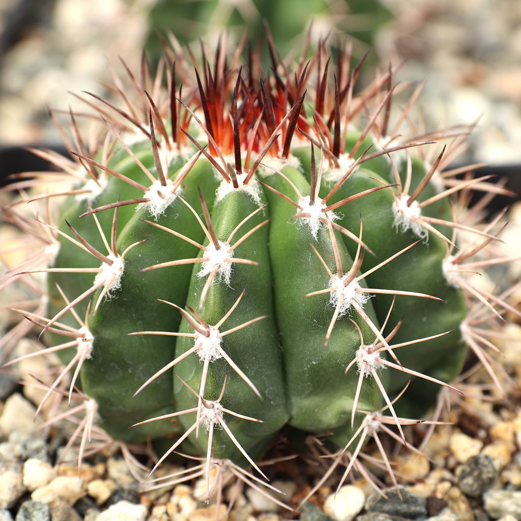 Melocactus violaceus - Turk's Cap [large] Questions & Answers