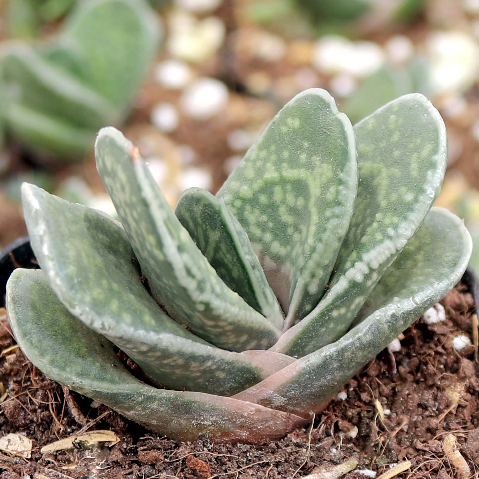 What is the scientific name for the Gasteria 'Green Dragon'?