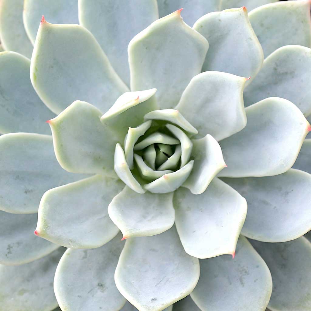 Echeveria tolucensis Questions & Answers