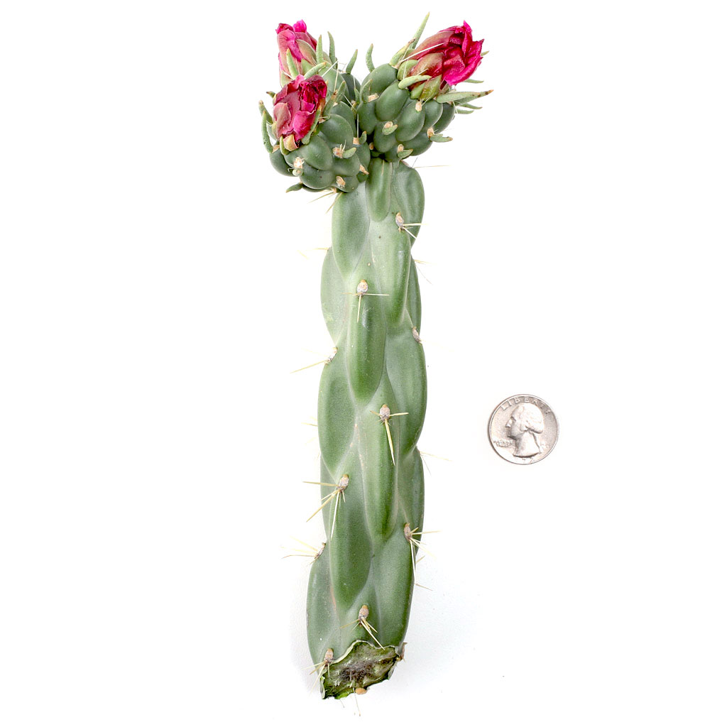 Cylindropuntia imbricata - Devil's Rope [unrooted] Questions & Answers