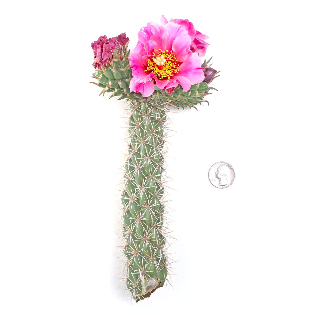 Cylindropuntia spinosior - Cane Cholla [unrooted] Questions & Answers