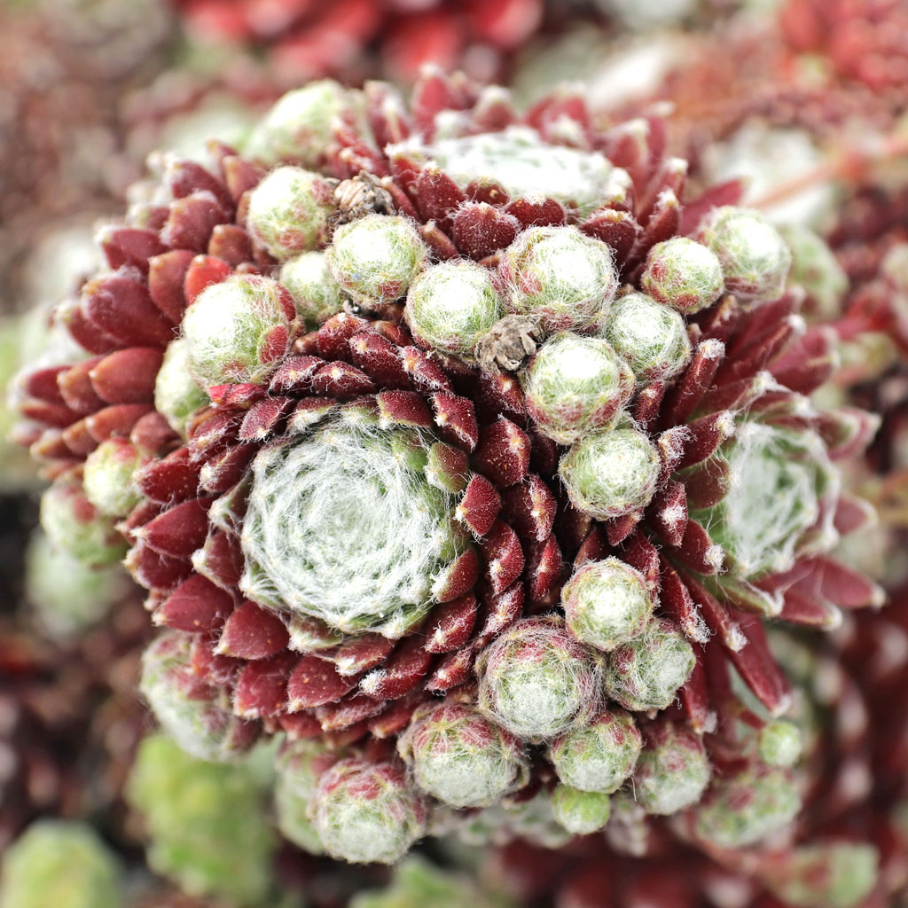 Sempervivum 'Mona Lisa' [plug] [limited] Questions & Answers