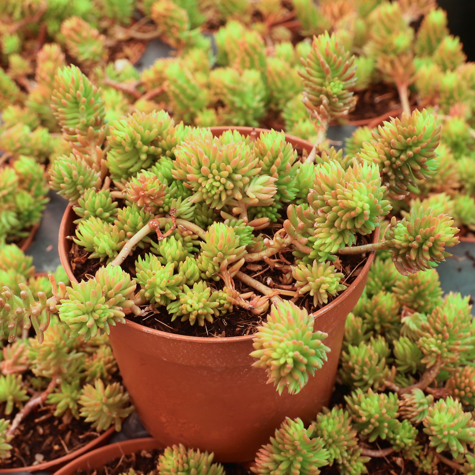 I have trouble keeping Angelina’s Tracup sedum growing in pots inside the house under plant lights. Have any tips?